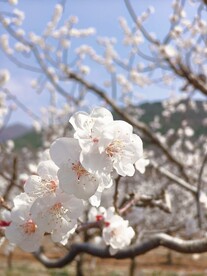 杏花开