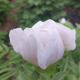 芍药花