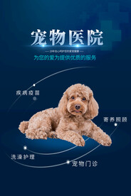 宠物海报宣传