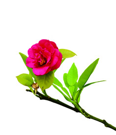 花花草草 红花 绿叶 