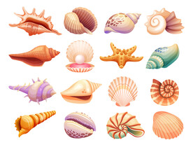 海星海螺贝壳插画