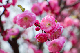 花团锦簇