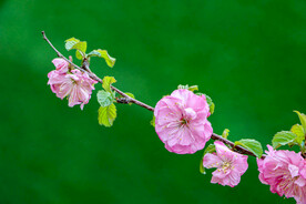 花团锦簇 春