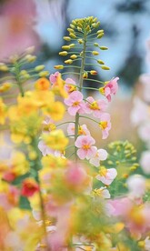 花香