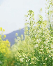 花香