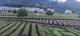 茶山