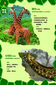长颈鹿分类