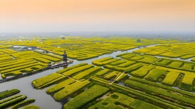 油菜花田