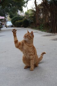 调皮小猫