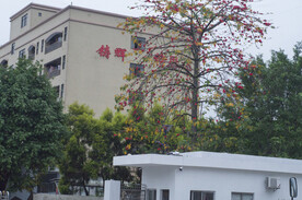 木棉树