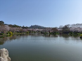 武汉东湖樱公园