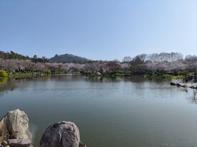 武汉东湖樱公园