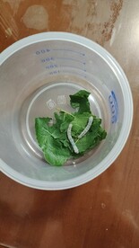 蚕宝宝