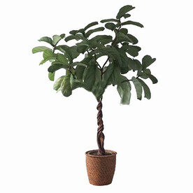 C4D模型 植物  