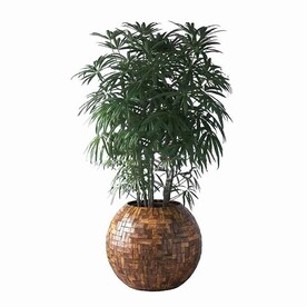 C4D模型 植物
