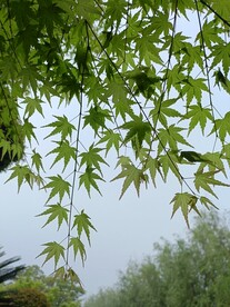 绿枫叶