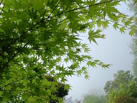 绿枫叶