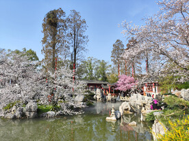 武汉东湖樱公园