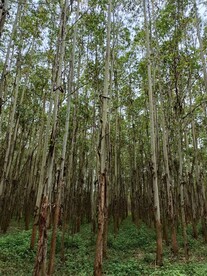 桉树