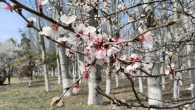 挑花