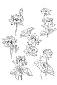 矢量荷花