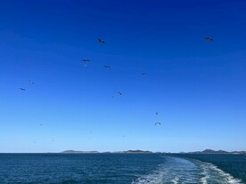 鸥浪