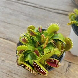 捕蝇草