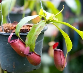 捕蝇草 