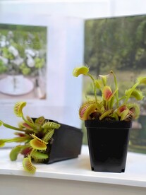 捕蝇草
