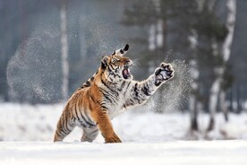 雪地老虎