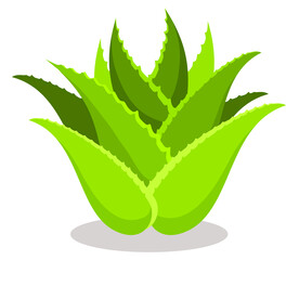 绿色芦荟卡通手绘图标图形分层