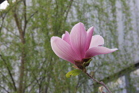 盛开的玉兰花