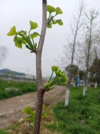 银杏嫩叶