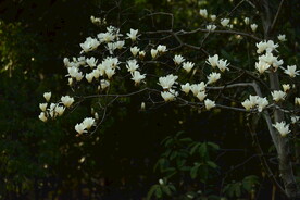 玉兰花