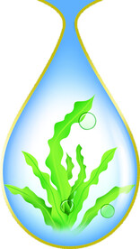 海藻水滴