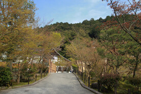 枫叶与小路