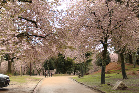 小路与樱花林