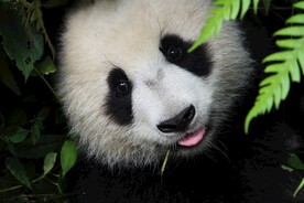 熊猫