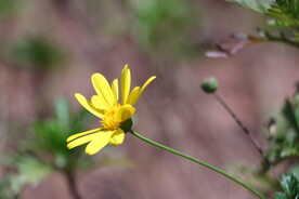 黄金菊