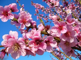 桃花图片