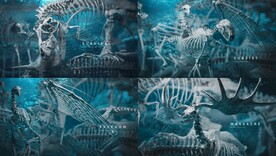 C4D模型 动物骨头