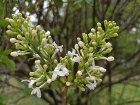 白色丁香花