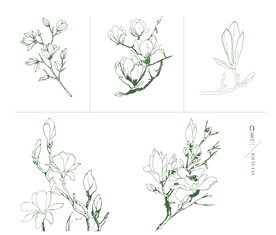玉兰花