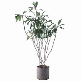 C4D模型 植物