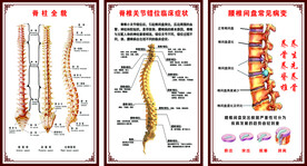 脊柱全貌
