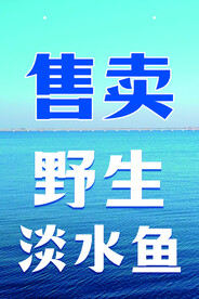 野生 淡水鱼 卖鱼 
