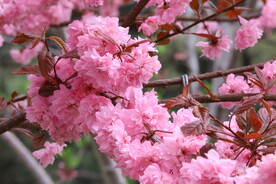 山樱花 