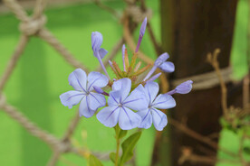 蓝雪花