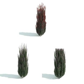 C4D模型 植物