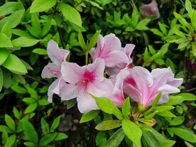 粉色杜鹃花